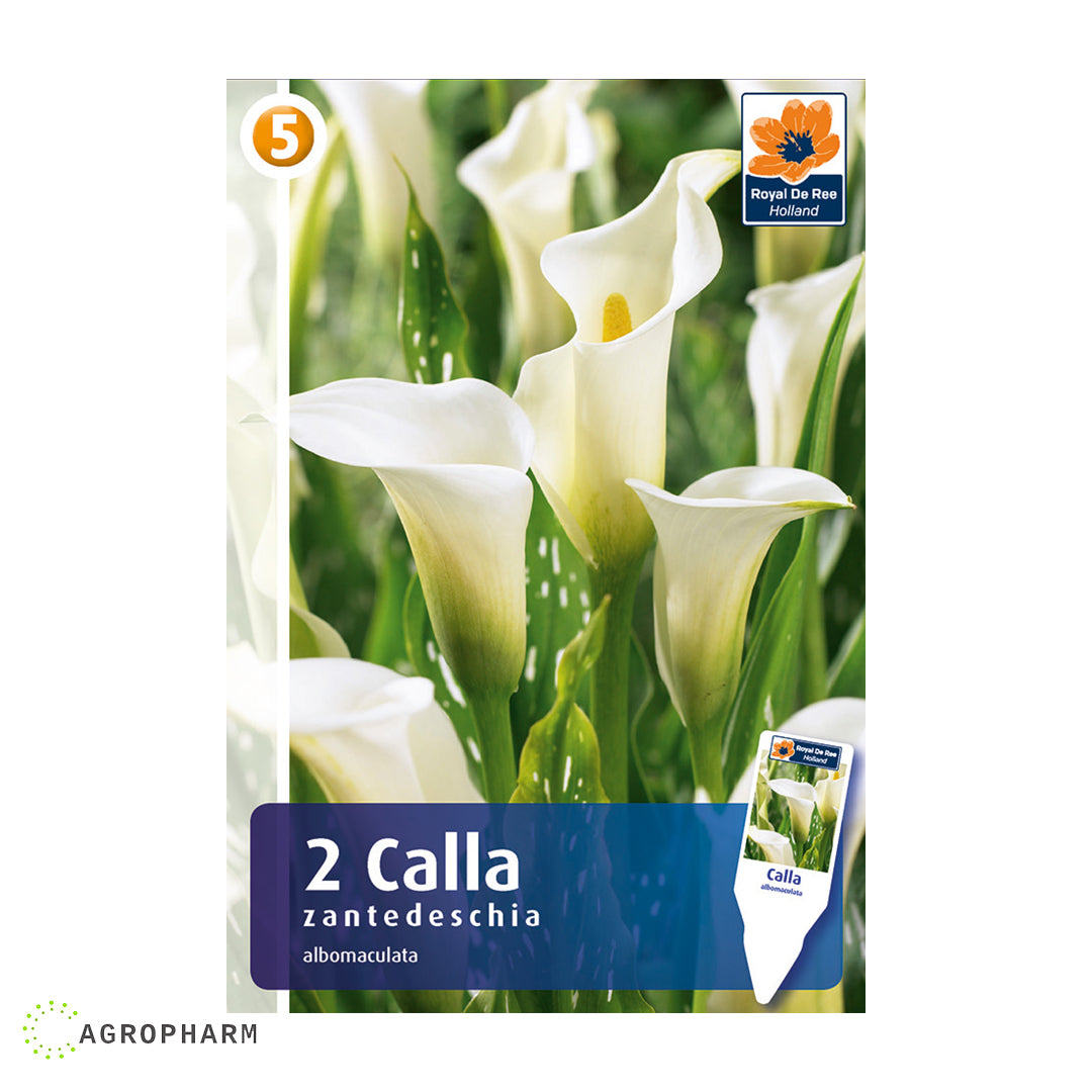 Calla Albomaculata 2/1