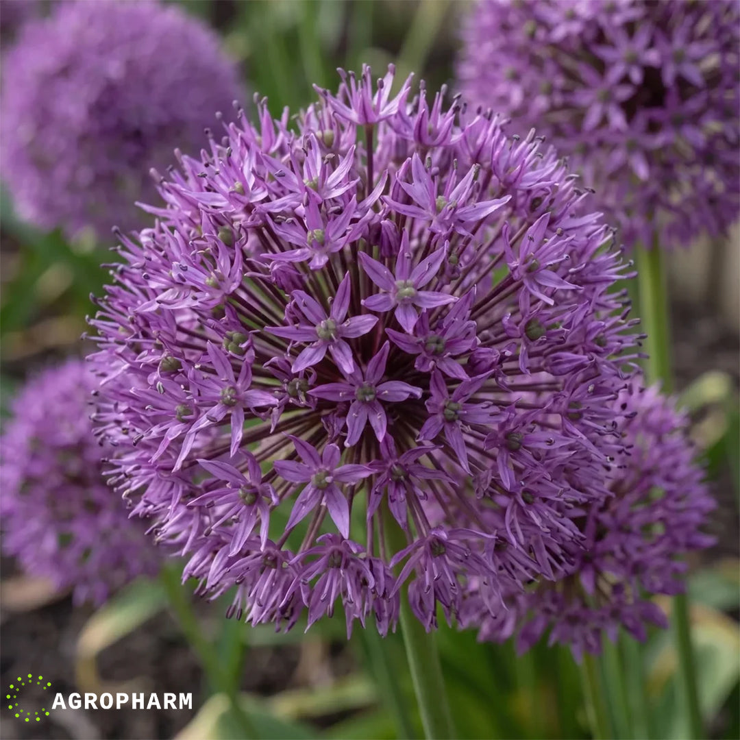 Allium Purple Sensation 3/1