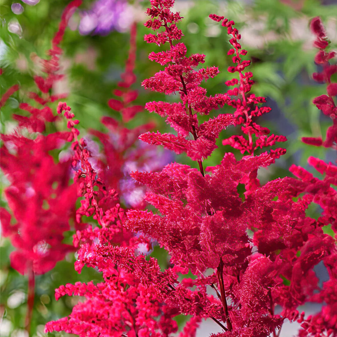 Astilbe Red 1/1