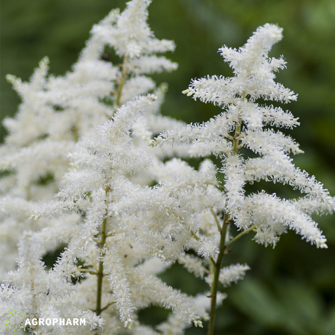 Astilbe White 1/1