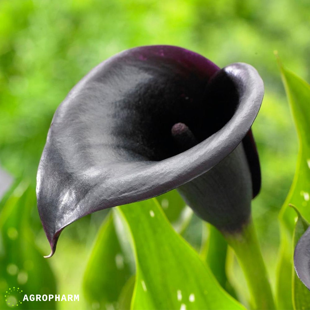 Calla Black Beauty 2/1