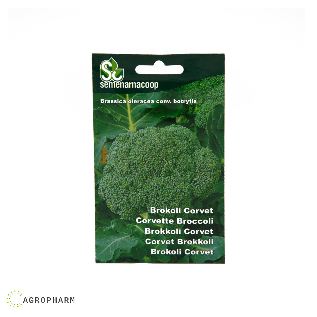 Brokoli Corvet Semenarnacoop