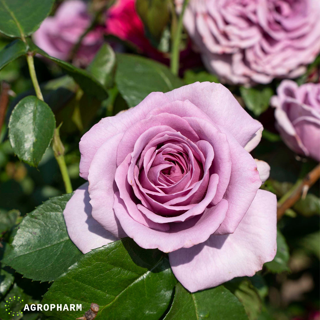 Ruža polijanta ljubičasta Charley