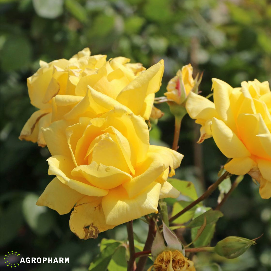 Ruža čajevka žuta Landora