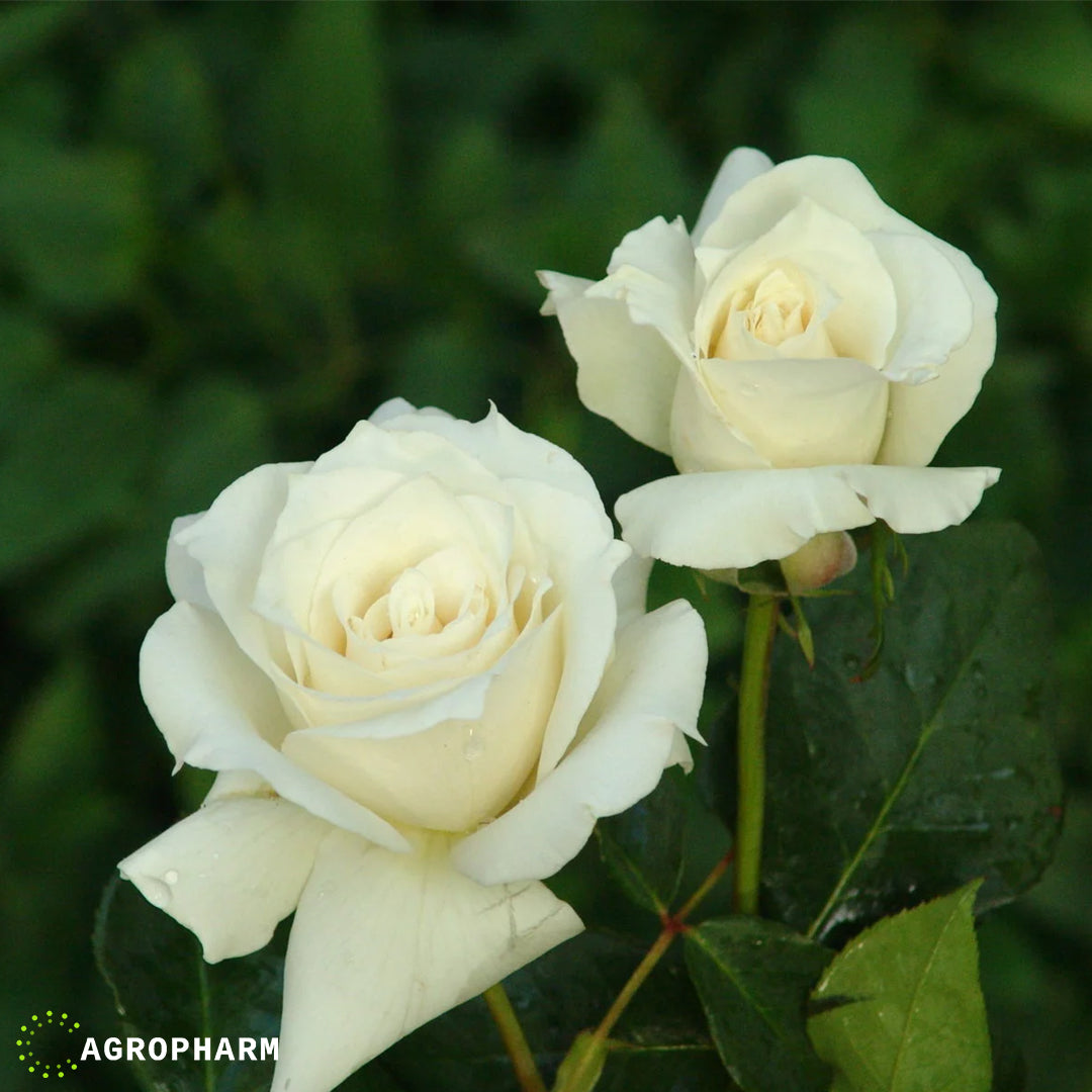 Ruža čajevka bela Pascali