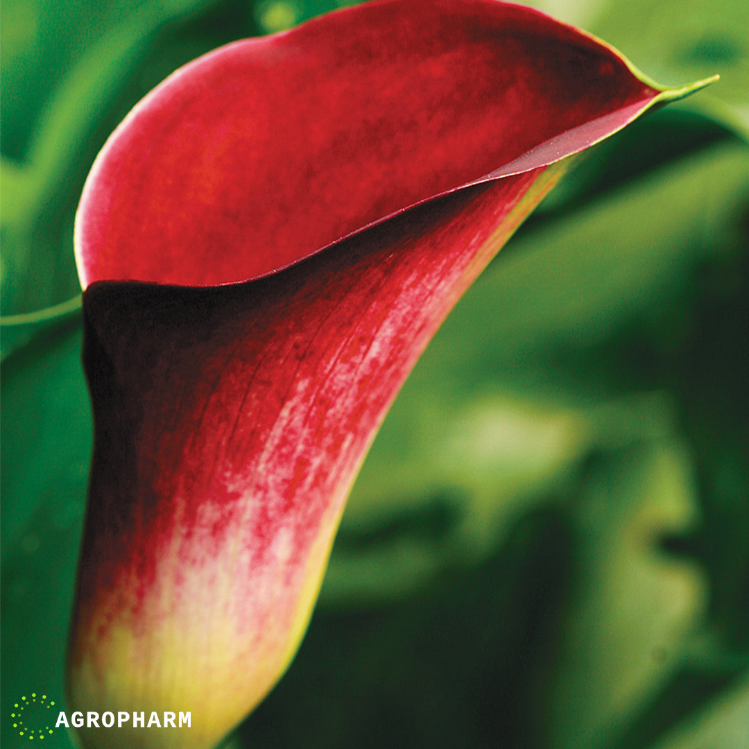 Calla Majestic Red 2/1