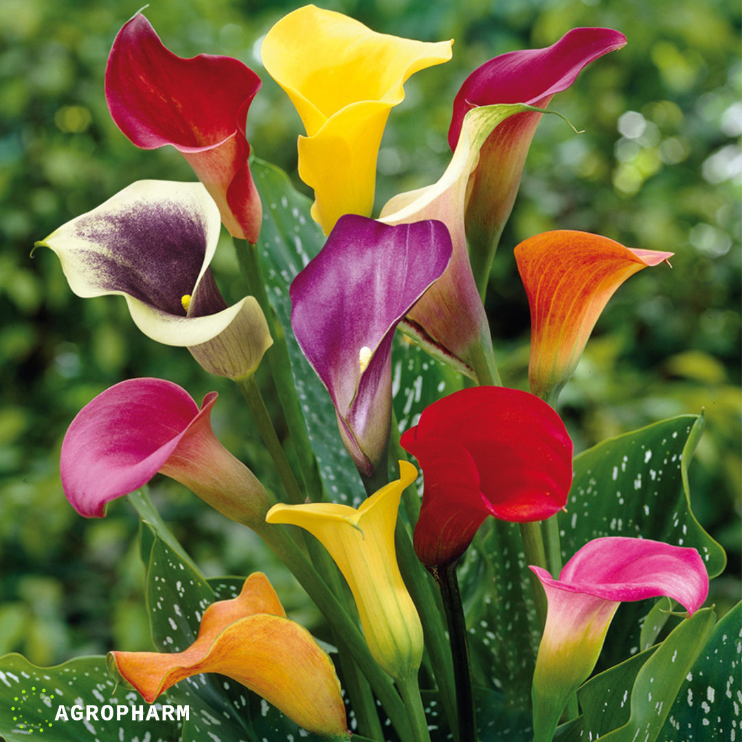 Calla Mix 3/1