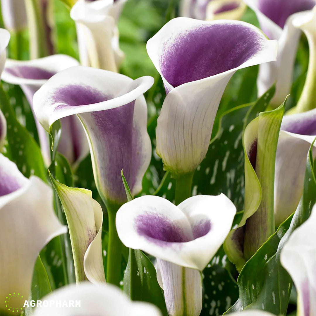 Calla Picasso 2/1