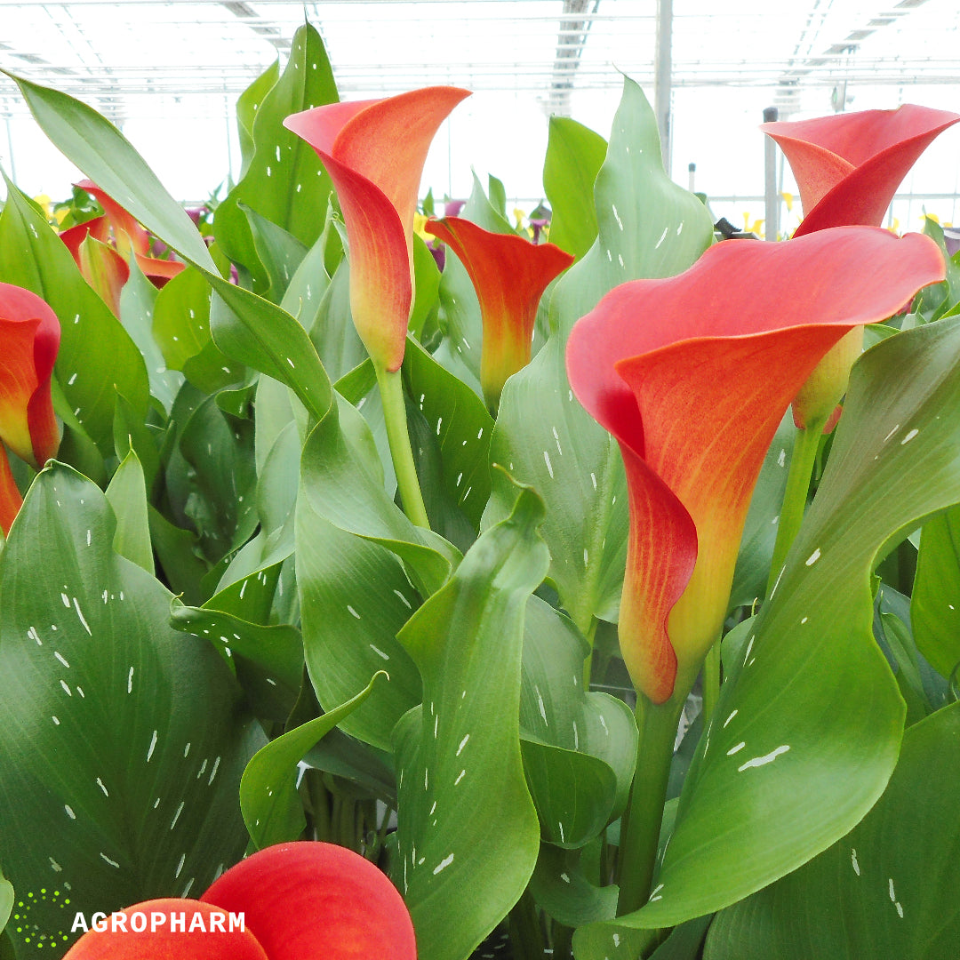 Calla Sunset Passion 2/1