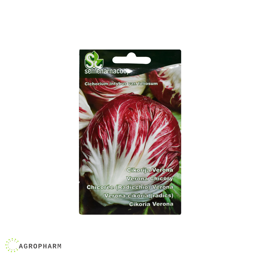 Cikorija Verona Semenarnacoop