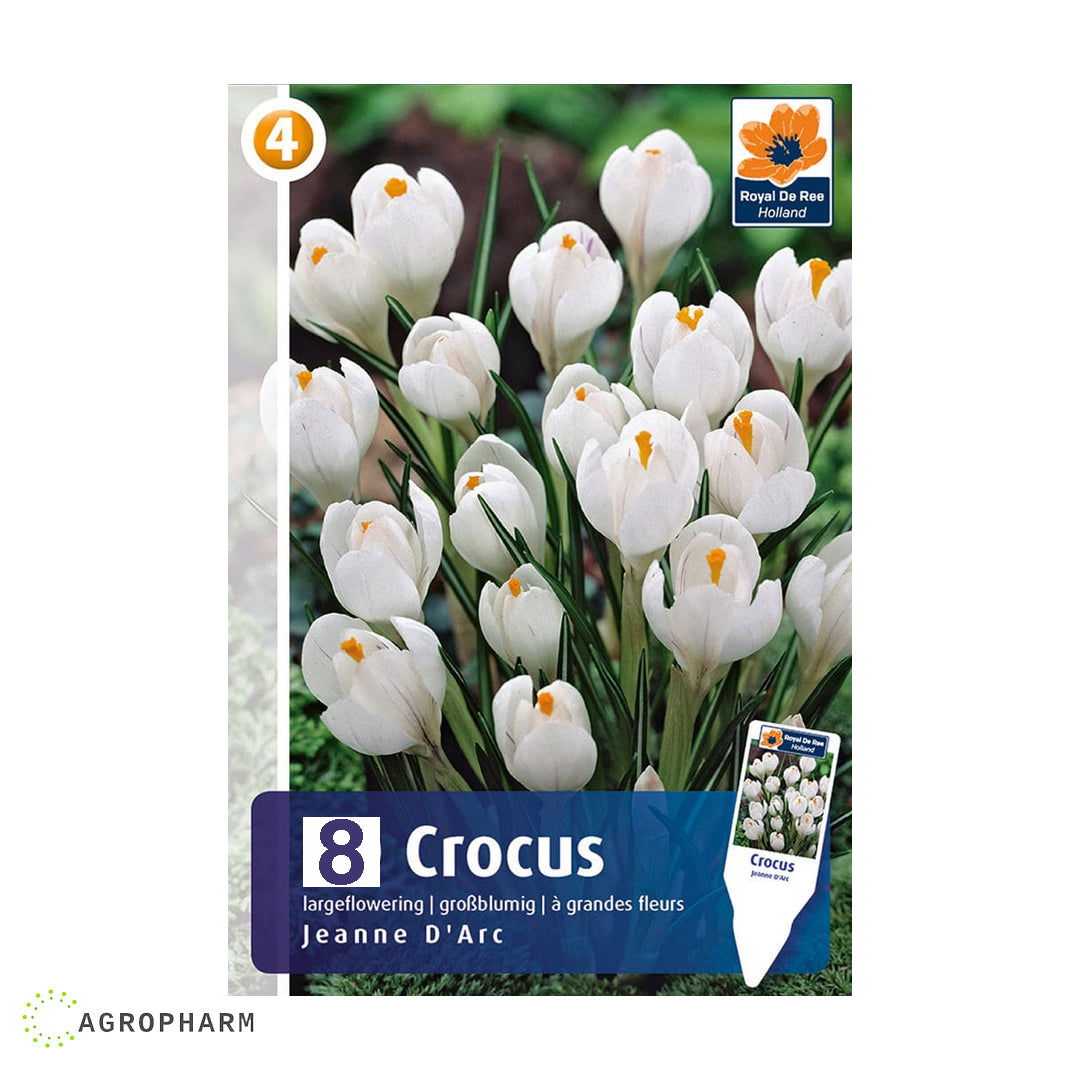 Crocus Jeanne d'arc 8/1
