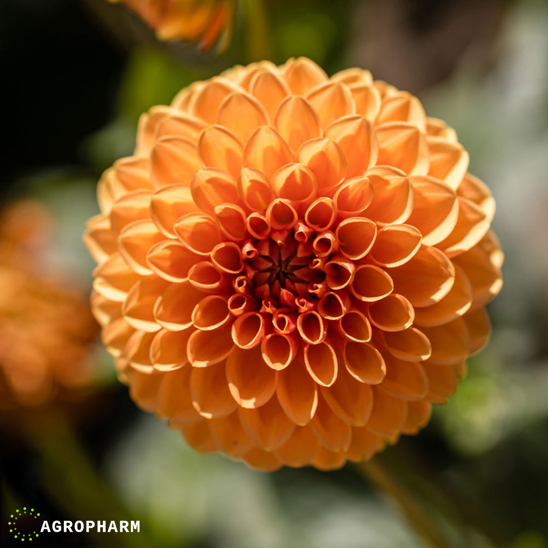 Dahlia Cactus Ball Sylvia 1/1