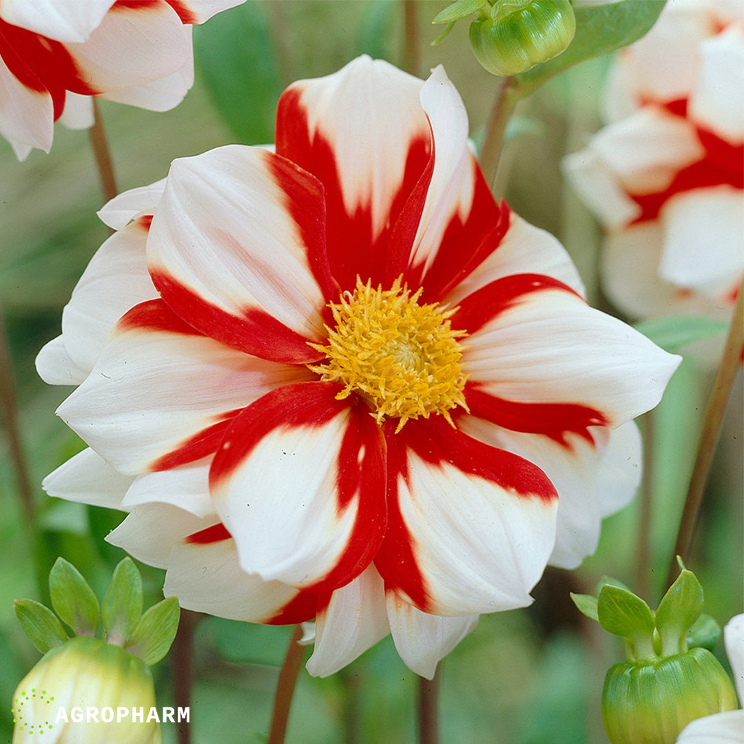 Dahlia Fire and Ice 1/1