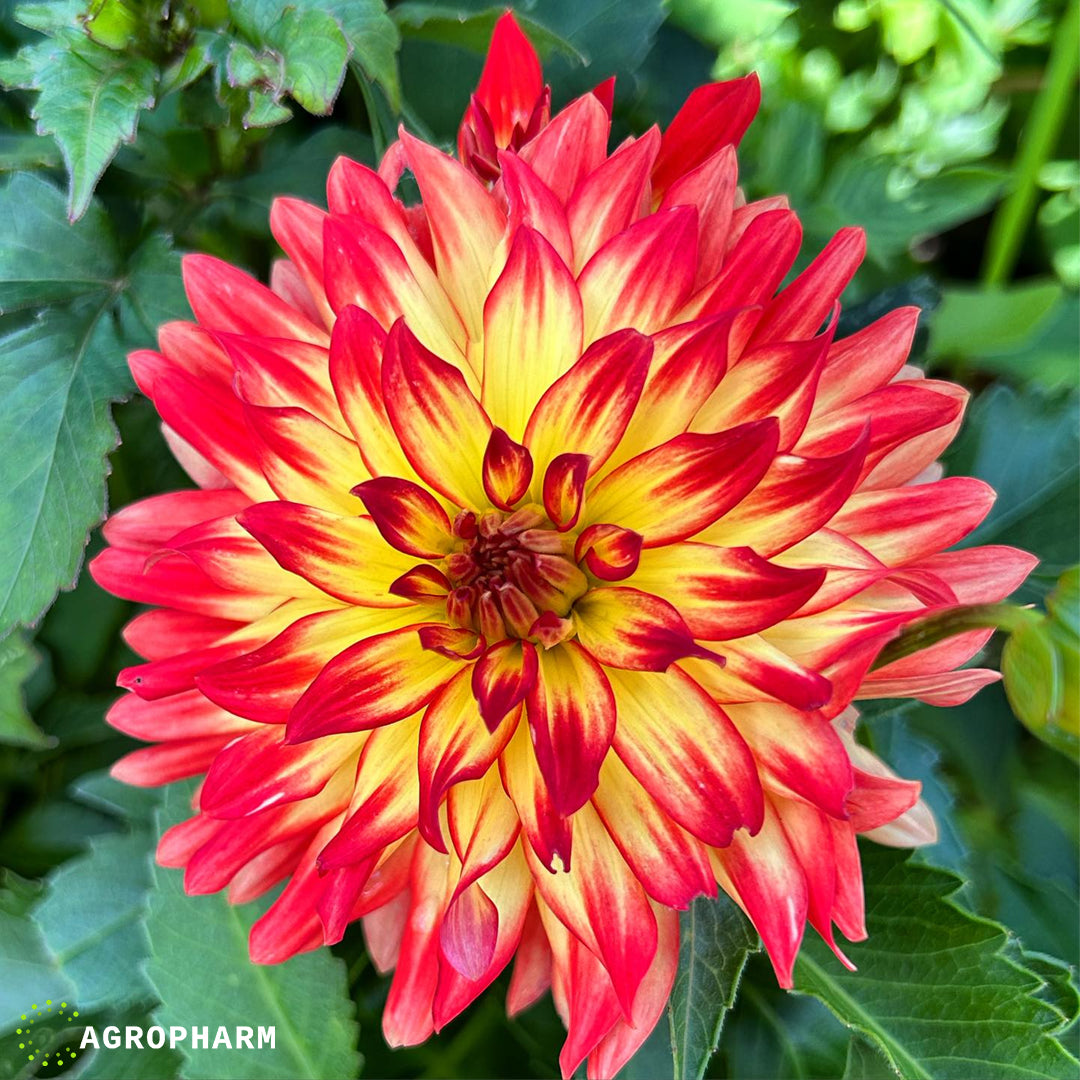 Dahlia Firebird 1/1