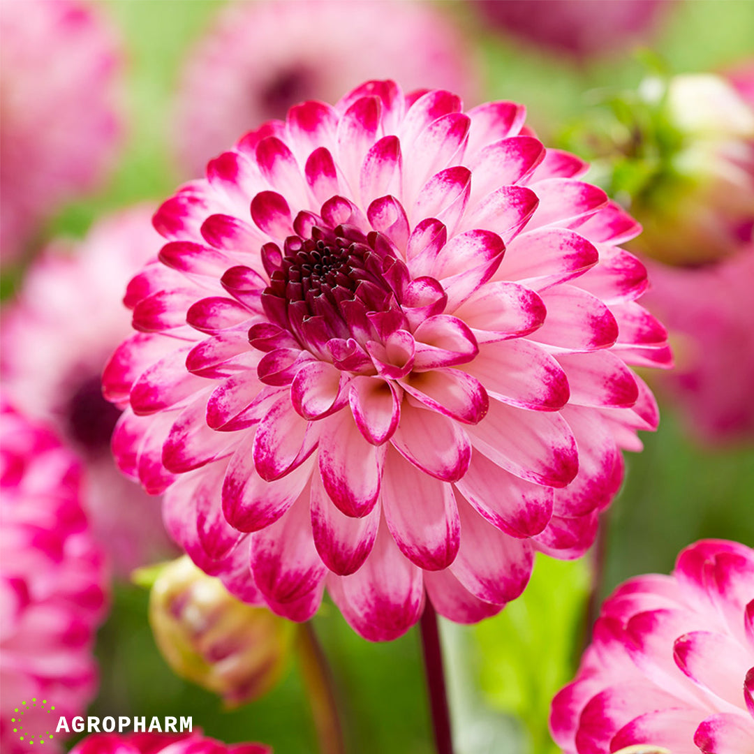 Dahlia Little Robert 1/1