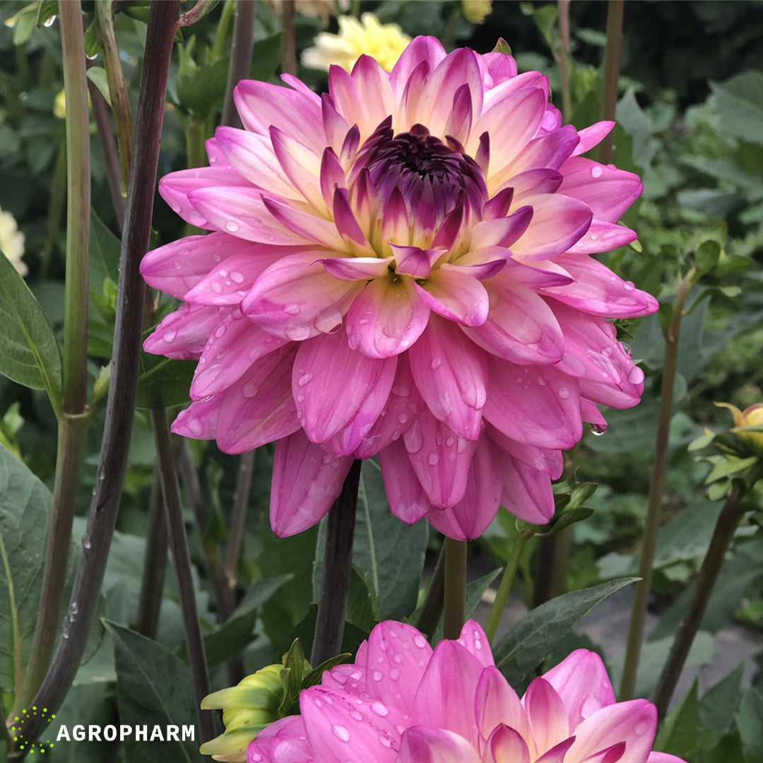 Dahlia Luka Johanna 1/1