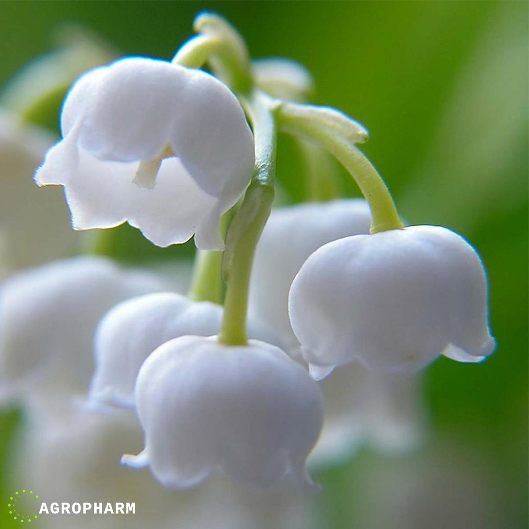 Convallaria (Đurđevak) white 3/1