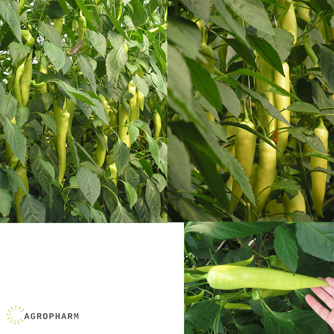 Paprika ljuta FORTESSE 100 semenki