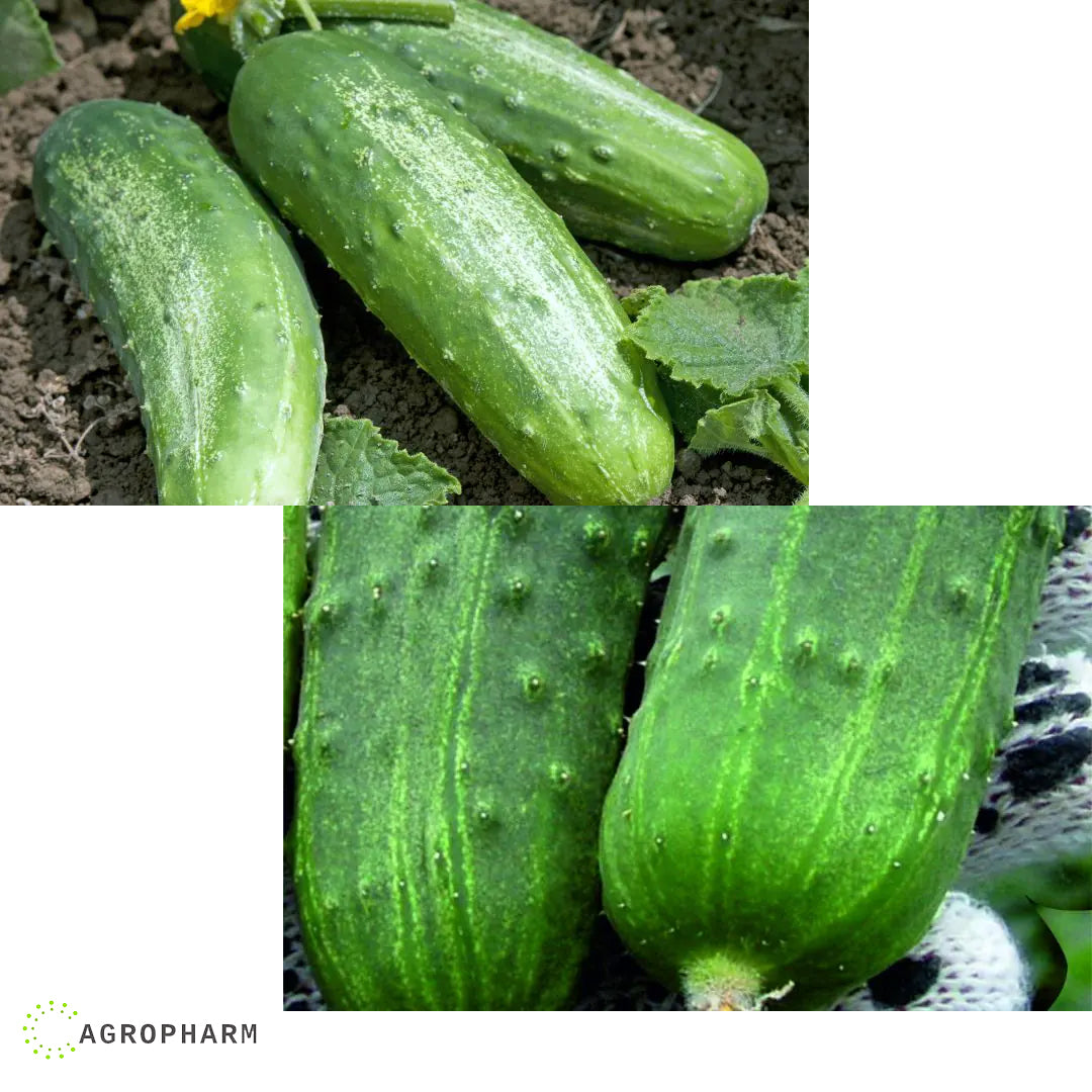 Krastavac Regal F1 Clause