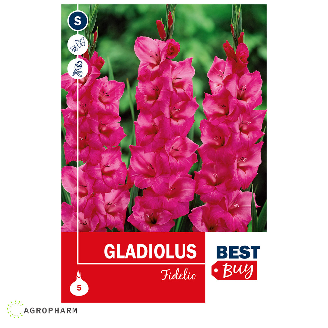 Gladiola Fidelio 8/1