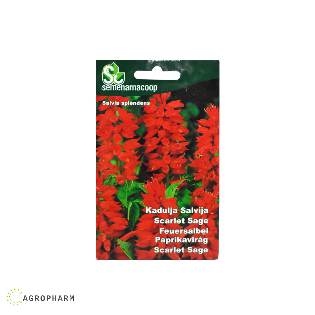 Kadulja crvena Siliva Semenarnacoop