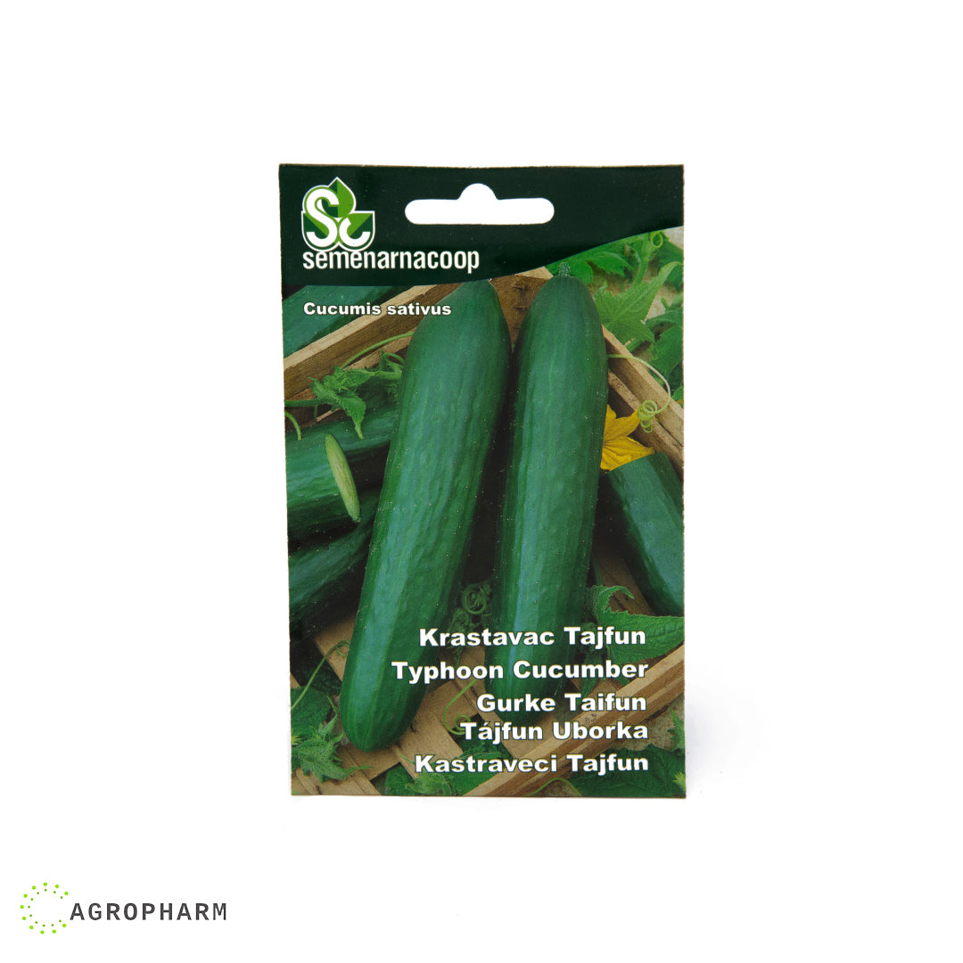 Krastavac Tajfun Semenarnacoop