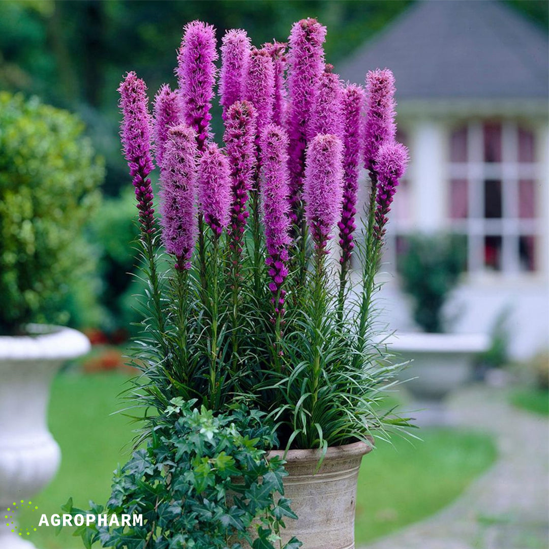 Liatris Violet 6/1