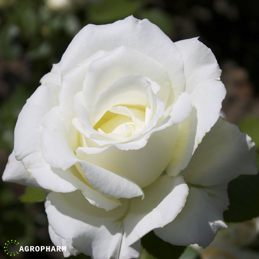 Ruža bela mini Snow White