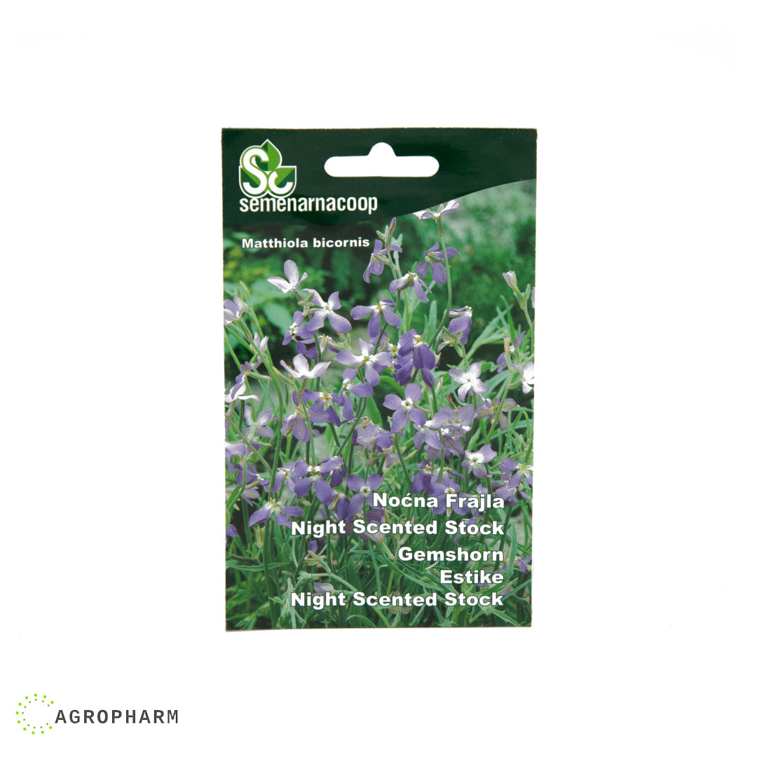 Noćna frajla cveće Semenarnacoop