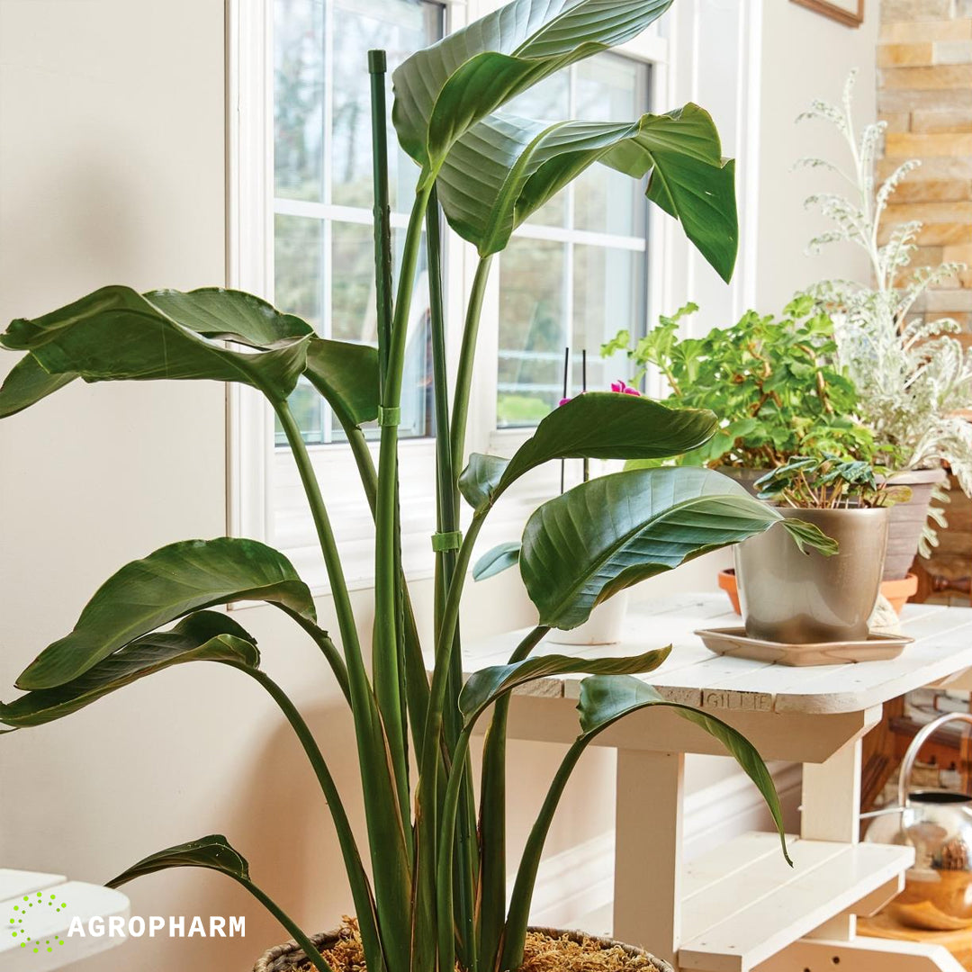 Drzac za biljke zeleni 90cm