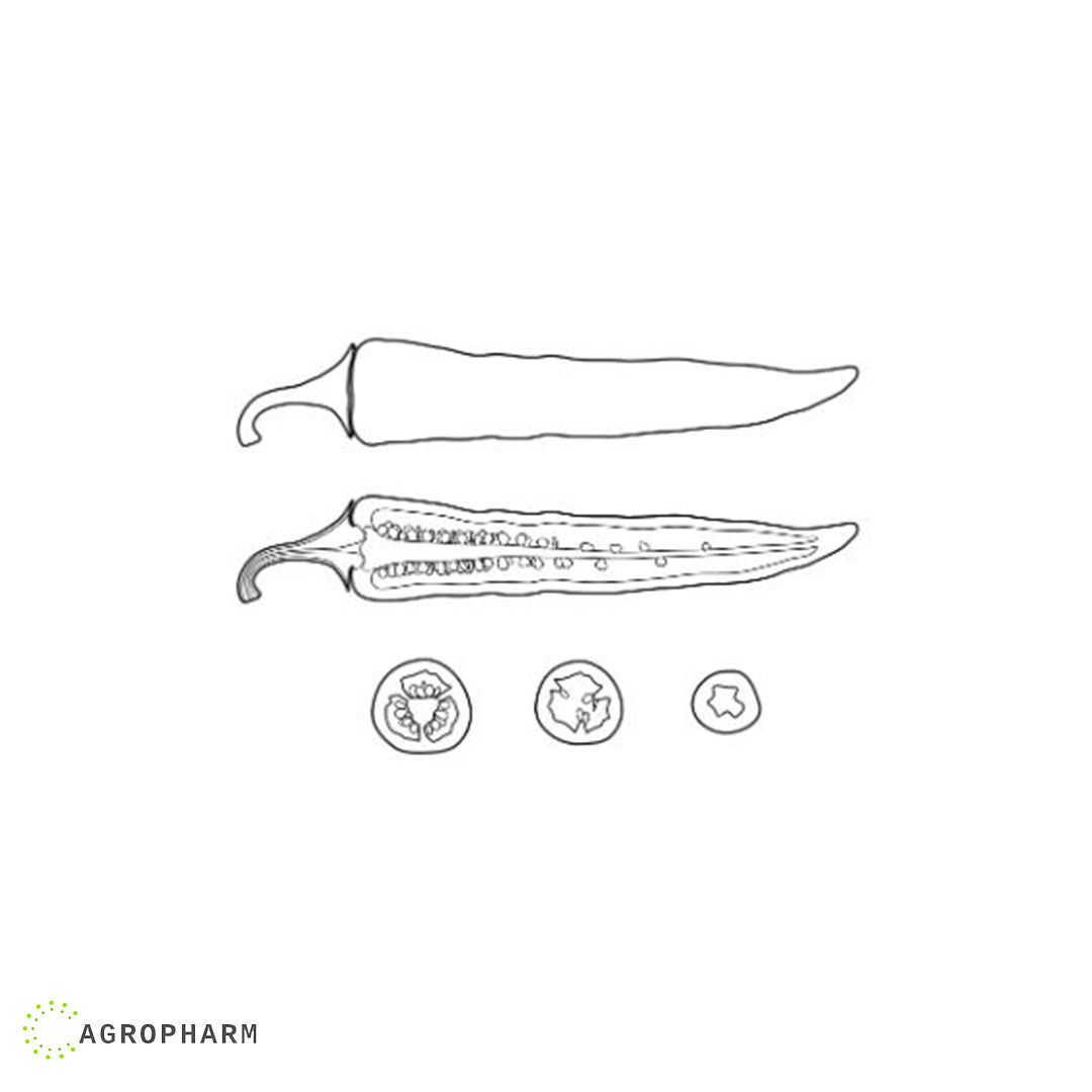 Paprika ljuta Crossfire F1 S3 Superior