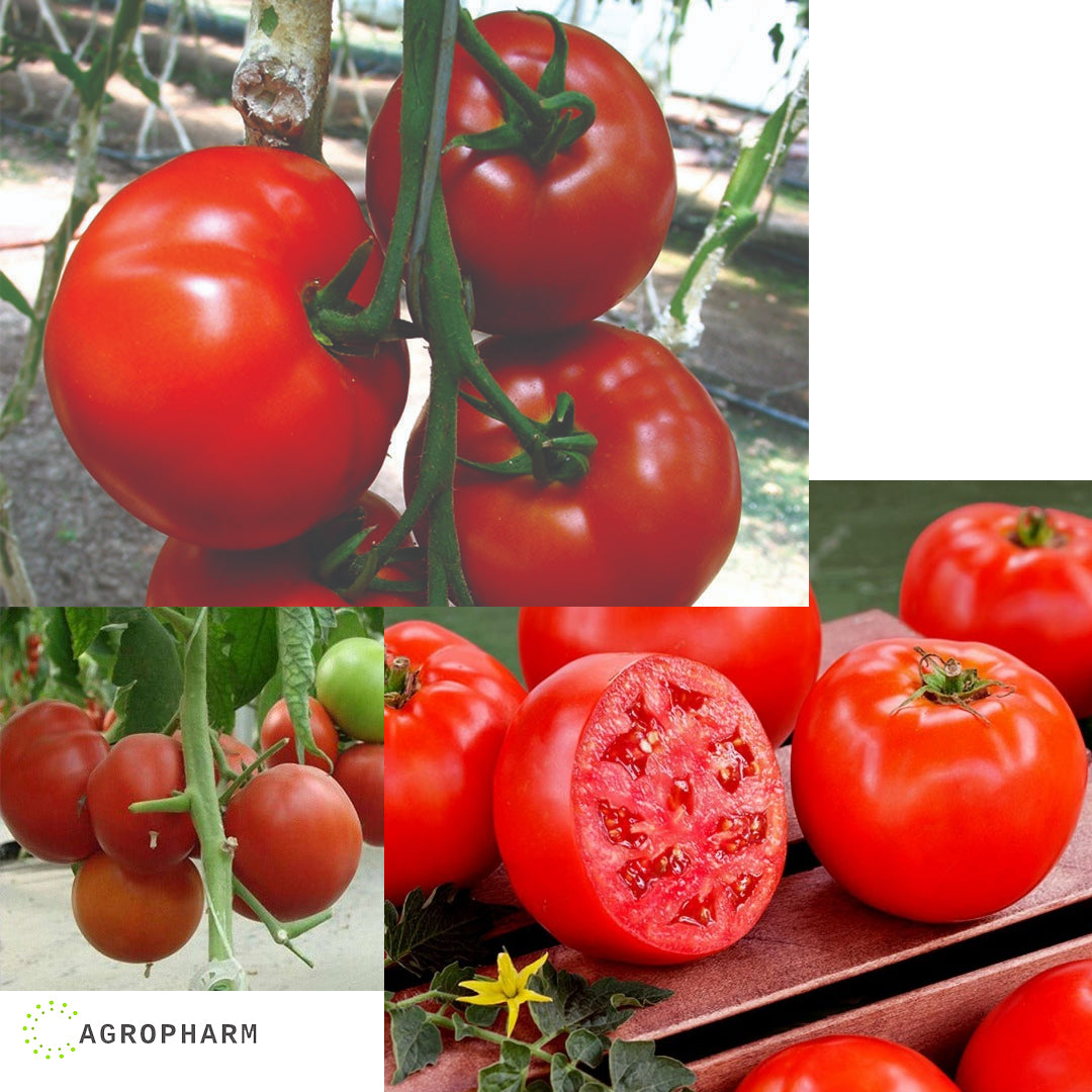 Paradajz Amati F1 100 semenki