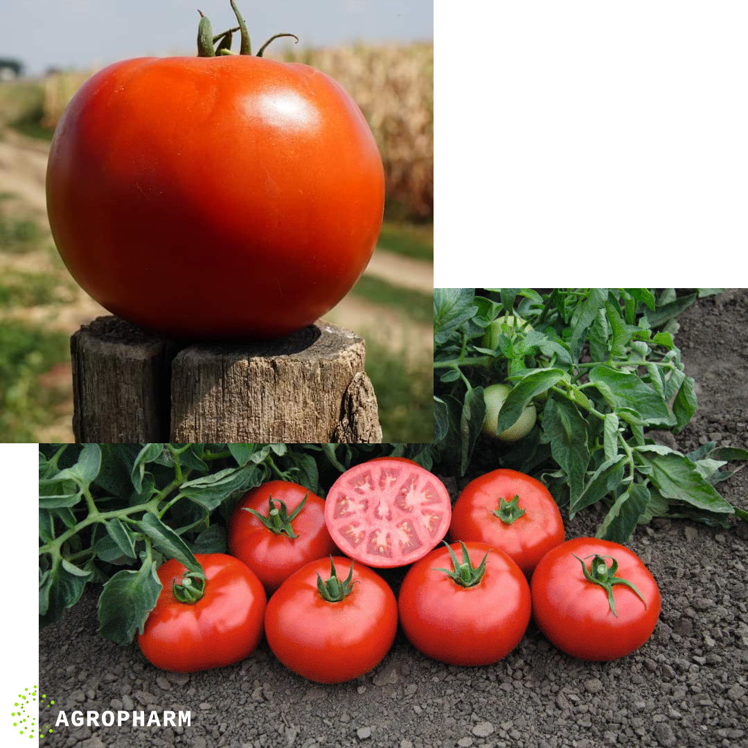 Paradajz Berosso F1 100 semenki