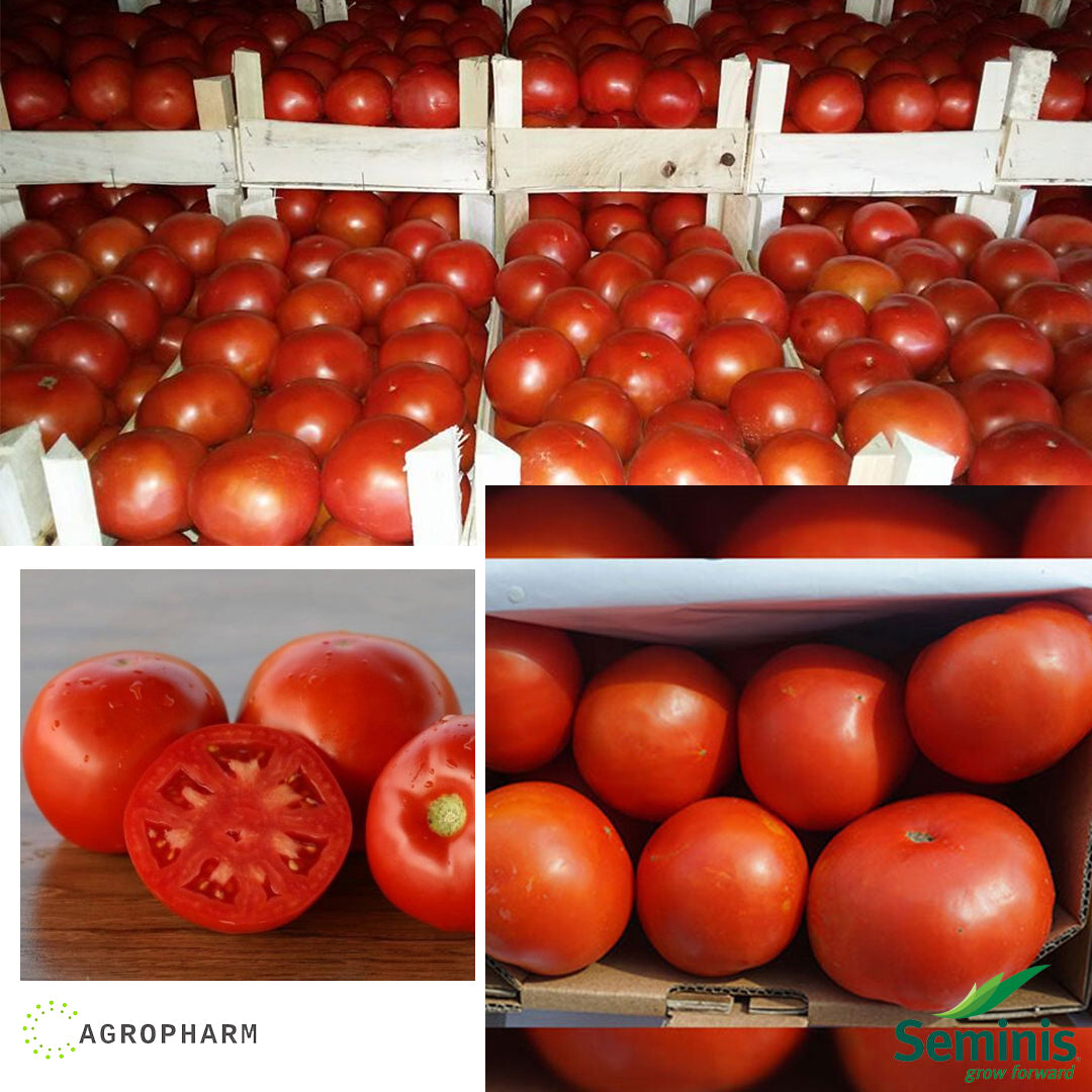 Paradajz Mirsini F1 1gr