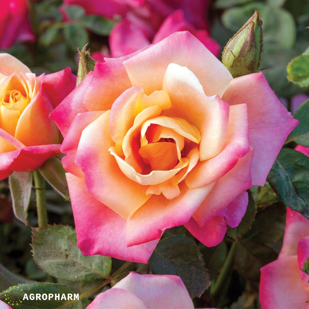 Ruža Punch polijanta