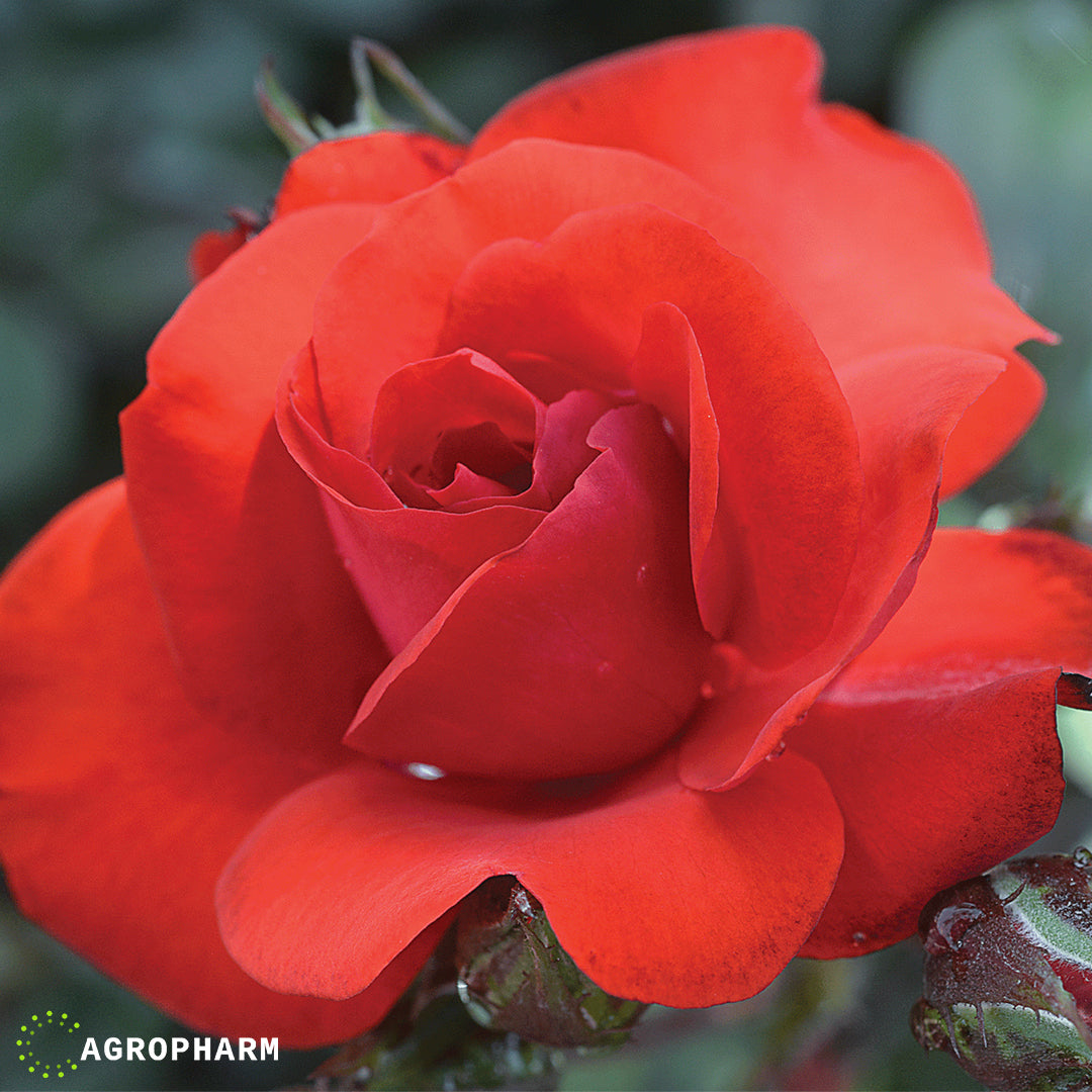Ruža crvena polijanta Satchmo