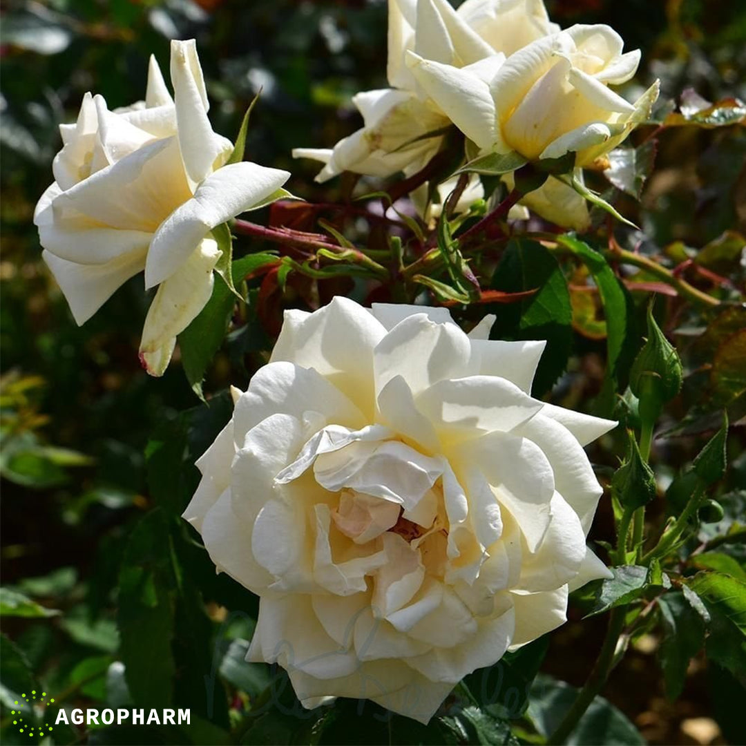 Ruža bela puzavica Blaze superior