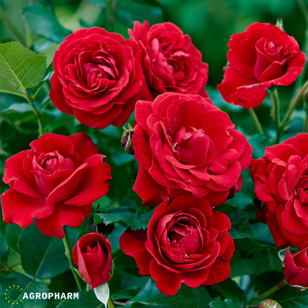 Ruža polijanta Nina Weibull