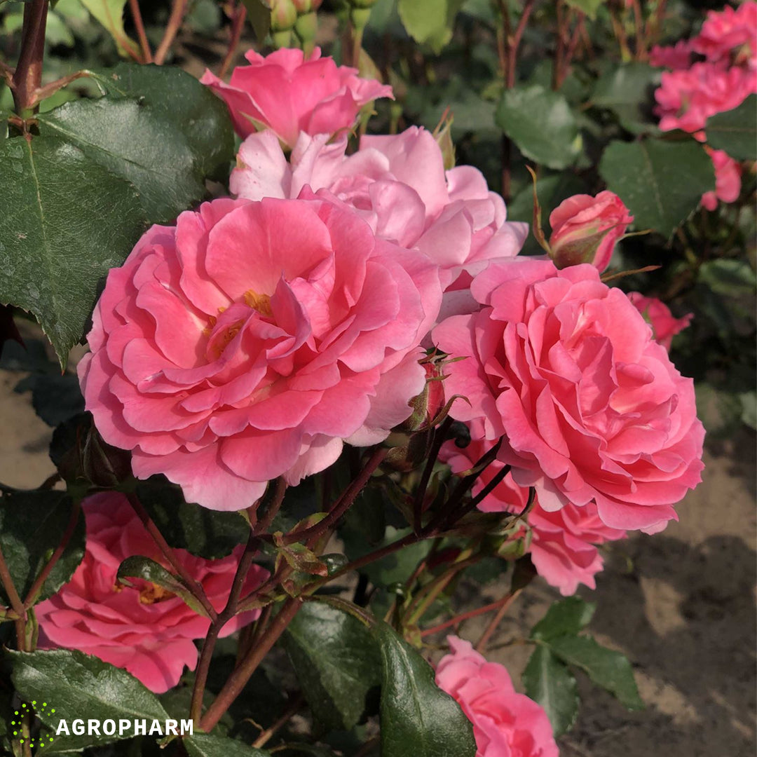 Ruža polijanta roza Tom Tom