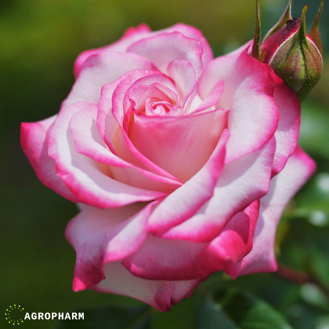 Ruža polijanta rozo-bela Royal Minuetto