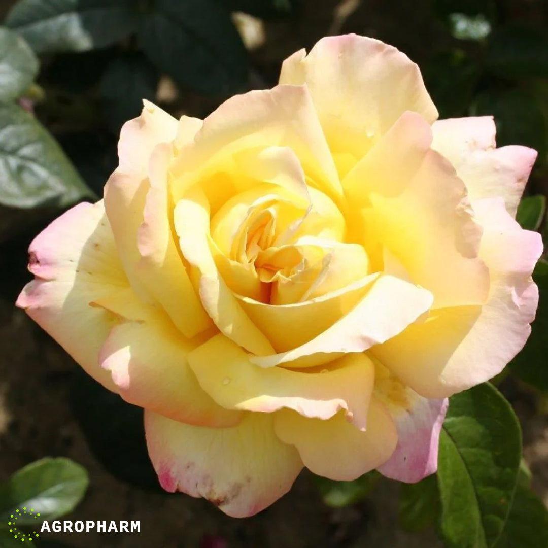 Ruža puzavica zlatna Golden Down