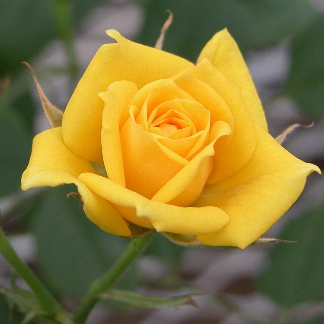 Ruža žuta mini Edelweiss