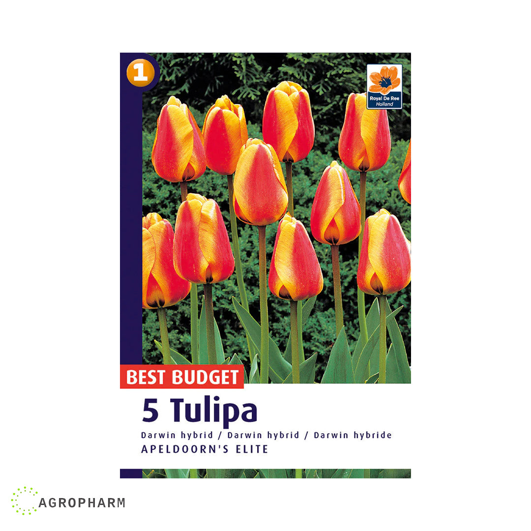 Tulipa Apeldoorn Elite 5/1