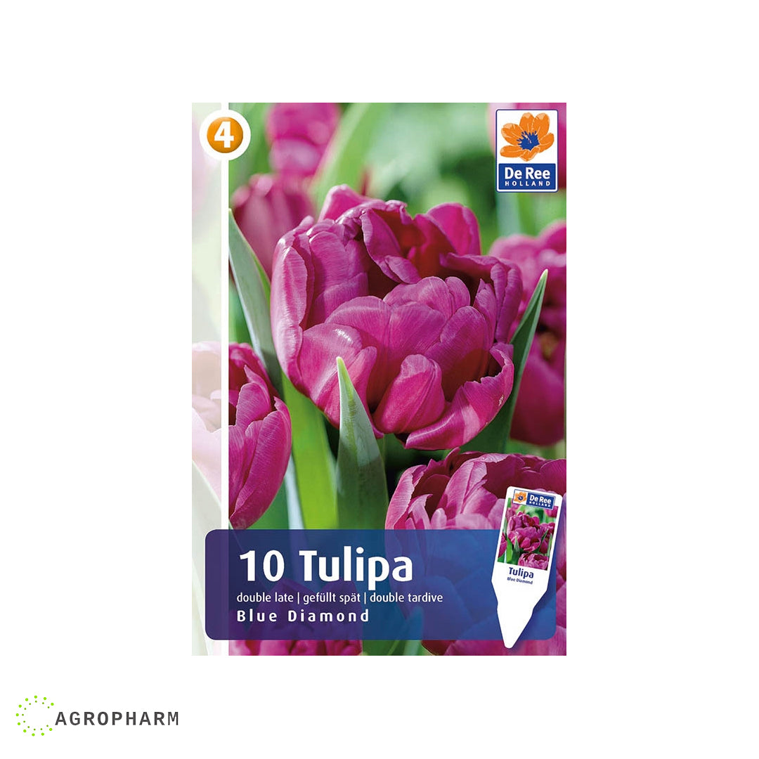 Tulipa Blue Diamond 10/1