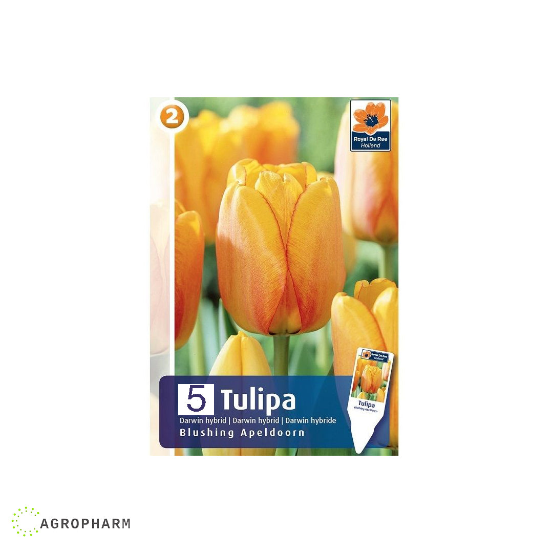 Tulipa Blush Apeldoorn 5/1
