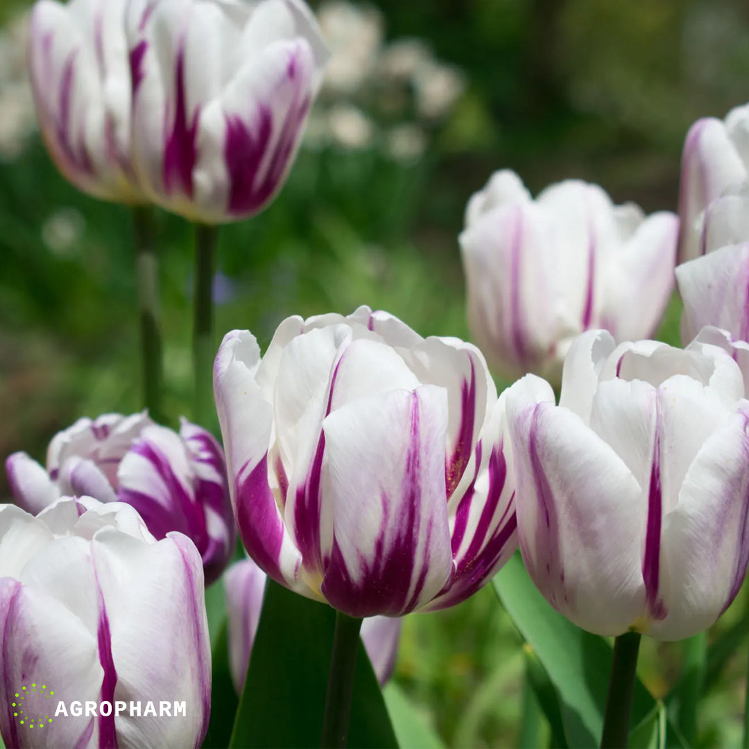 Tulipani Flaming Flag