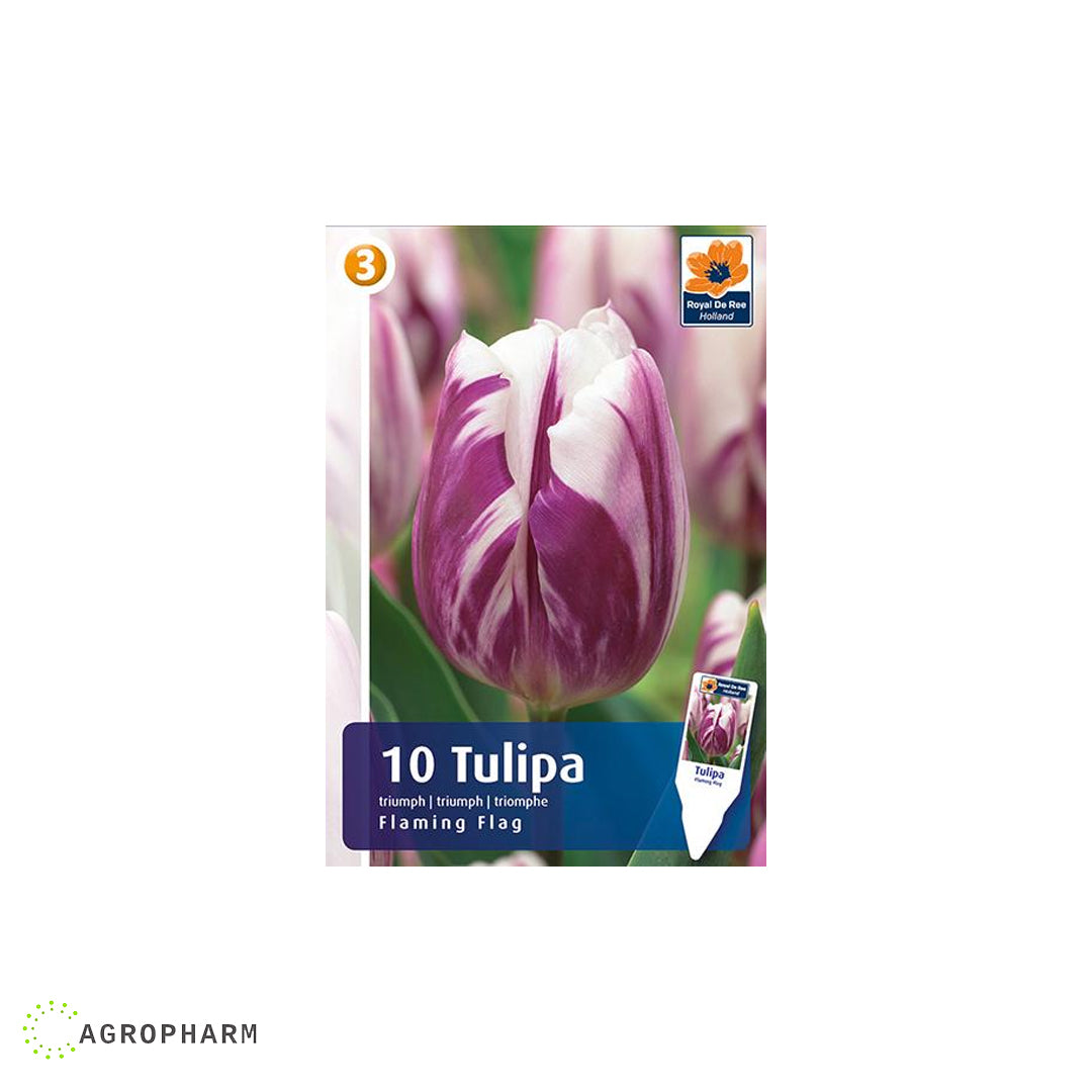 Tulipa Flaming Flag 10/1