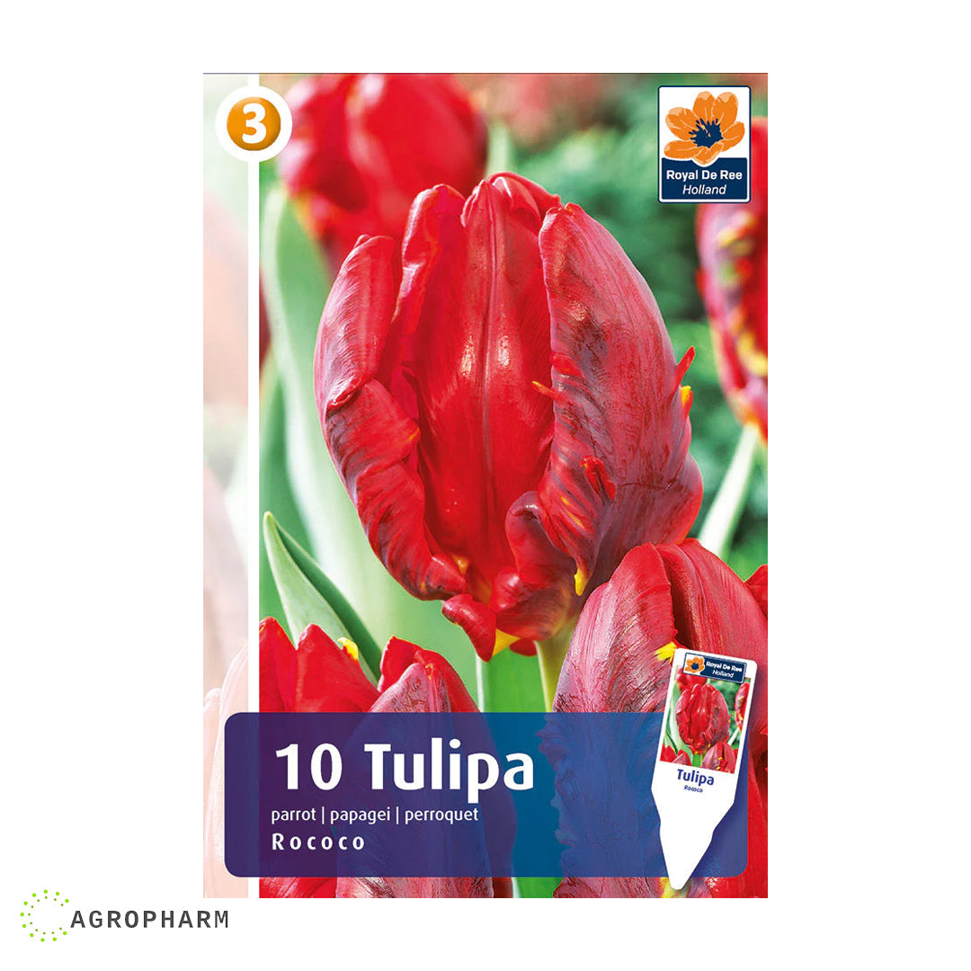 Tulipa Rococo 5/1