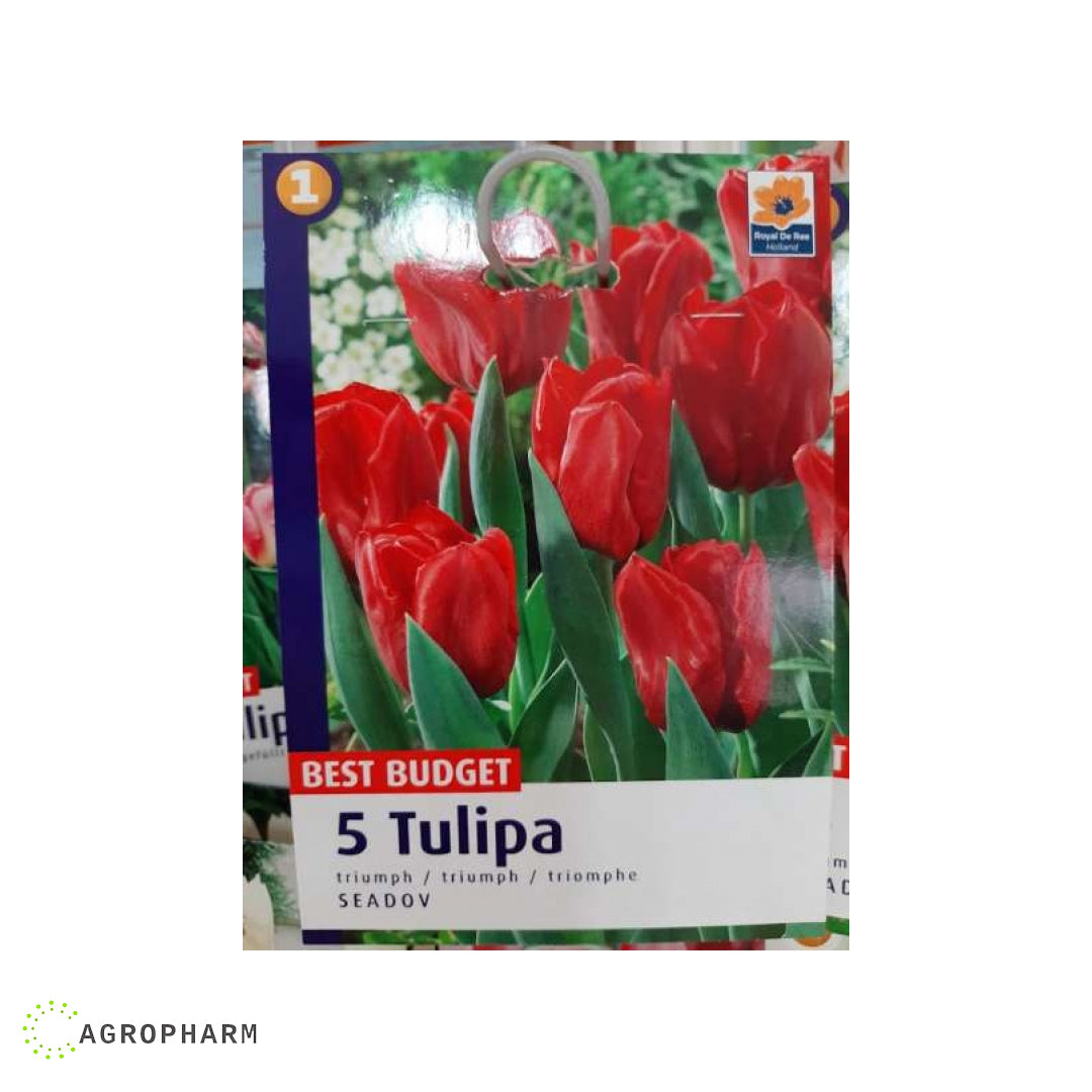 Tulipa Seadov 5/1