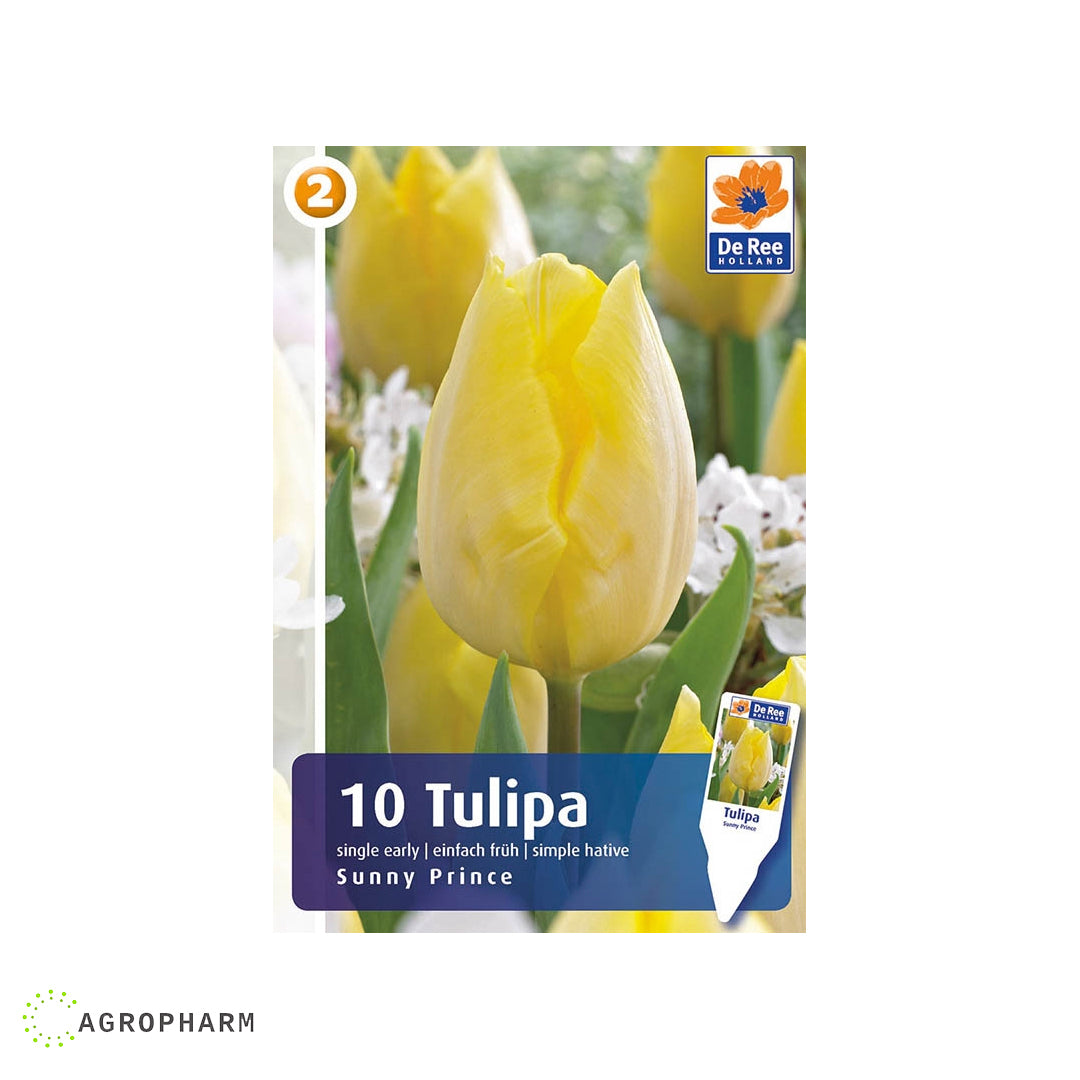 Tulipa Sunny Prince 10/1